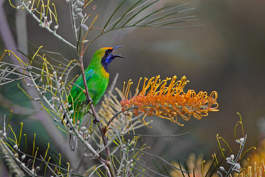 Male golden-fronted leafbird with open bill next to a flower, Thailand