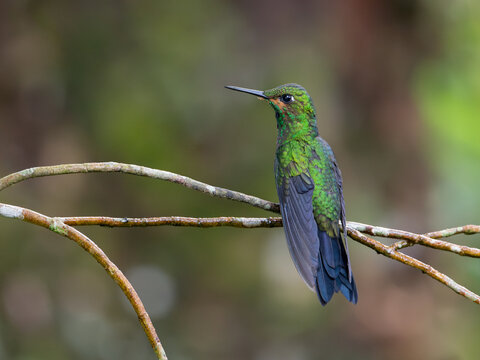 Female Green-crowned Brilliant hummingbird perched on a mossy branch in San Gerardo de Dota, Costa Rica