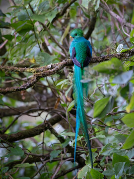 Male resplendent quetzal with long tail on a mossy branch, Costa Rica