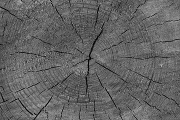 Sección transversal de un tronco de madera con grietas naturales en blanco y negro © José Antonio