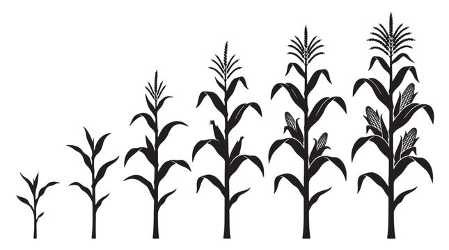 Black corn stalks, corn silhouettes, vector plants, agricultural icons, farm illustrations