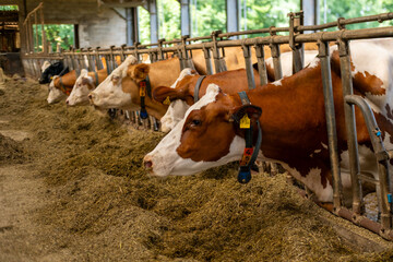 dairy cow in stall, rustic agricultural farm, cows ear tags eating hay in barn stall, Herd cattle feeding, animal nutrition, indoor farm life, animal husbandry, technology traceability, feeding time © kittyfly