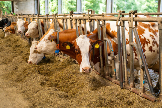 dairy cow in stall, rustic agricultural farm, cows ear tags eating hay in barn stall, Herd cattle feeding, animal nutrition, indoor farm life, animal husbandry, technology traceability, feeding time