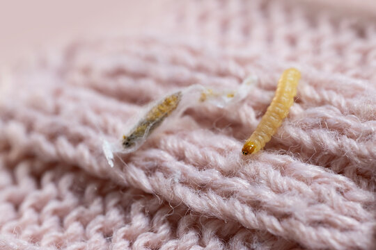 clothes moth caterpillar, Tineola bisselliella, crawls on woolen jacket, eats wool, brown insect, Clothes moth, selective focus, pest concept, destruction and damage to clothes in house