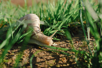Garden Snail (Helix pomatia) crawling through green grass on a sunny summer day © stockcrafter