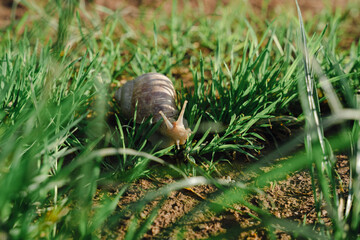 Garden Snail (Helix pomatia) crawling through green grass on a sunny summer day © stockcrafter