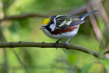 Fototapeta premium Male chestnut-sided warbler perched on branch in spring, USA