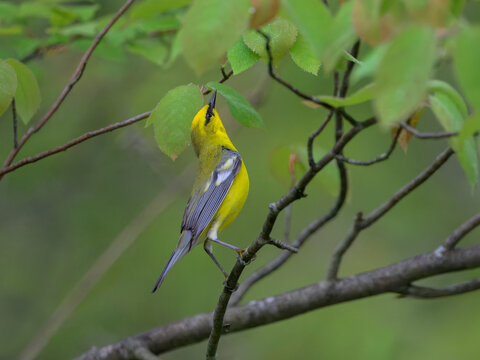 Male blue-winged warbler foraging on a branch under spring foliage, USA