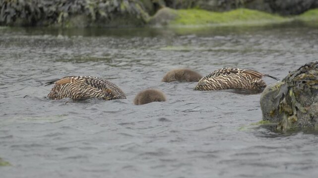 Common Eider Duck Family Foraging in Coastal Waters of Iceland