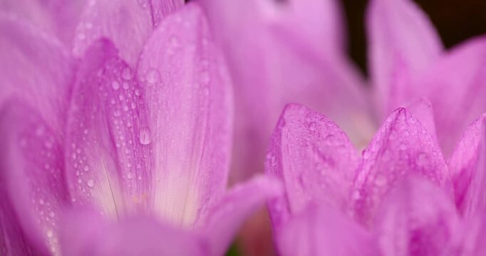 Purple evergreen in drops of water, this wet evergreen with dew drops on the petals grows in an autumn garden under the open sky.