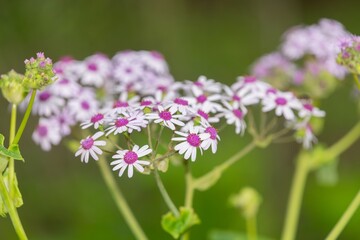 Fototapeta premium Close up of Webbs cineraria (pericallis webbii) flowers in bloom
