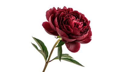 Single beautiful dark red burgundy peony flower elegant spring botanical asset isolated on transparent background © Olga