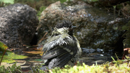 Wet Great Tit (Parus major) After Bathing – Close-Up Portrait in the Orobic Alps, Italian Alps © Fotovideonaturaalpi
