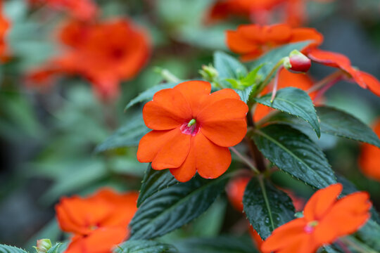Close-up of bright orange SunPatiens flowers blooming in a garden. Heat-tolerant New Guinea impatiens hybrid with lush foliage and vibrant ornamental blossoms.