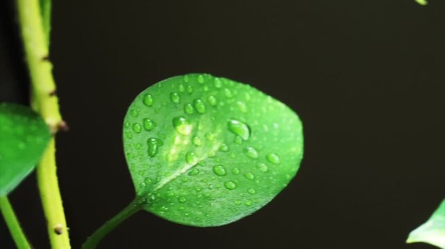 Macro shot of a fresh green leaf from a pothos plant covered in sparkling morning dew drops