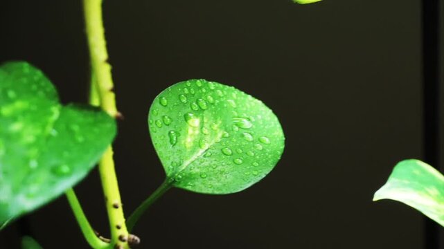 Fresh green leaves of a climbing pothos plant covered with glistening water droplets after rain