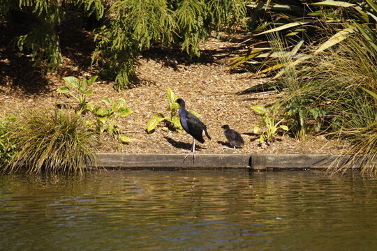 Pukeko And Chick At Lakeshore Vegetation Waterbird Family Beside Calm Pond