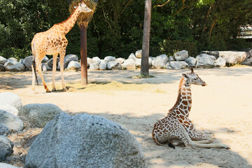 Girafes - Giraffa © Studio Laure