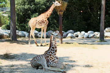Girafes - Giraffa © Studio Laure