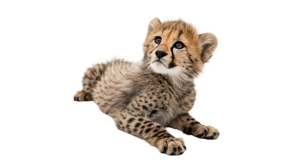 Wild young cute cheetah cub mammal animal sitting isolated on a transparent background © Lobov