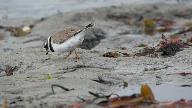 Ringed Plover Foraging and Eating a Worm on an Icelandic Beach