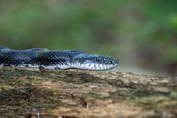 Obraz premium black rat snake on tree log hunting face snout closeup