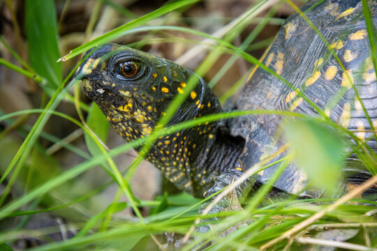 eastern box turtle terrapin terrestrial in grass face eye portrait closeup