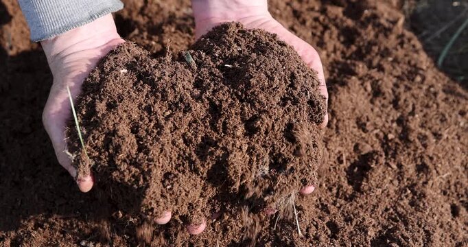 Fibrous brown peat in close-up, a hand pours natural peat onto the beds to increase fertility on a sunny day