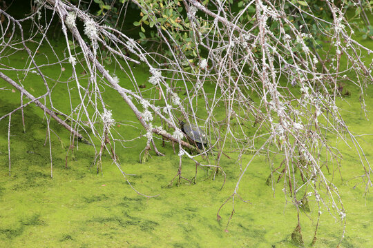 Mille &Eacute;1tangs - Parc Naturel R&eacute;gional de la Brenne