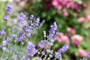 Fototapeta premium lavender. Green bushes with blue flowers. Lavandula flowering season. Close-up of small purple lavender flowers. The beauty of nature, macro photography. blooming fields. spring or summer