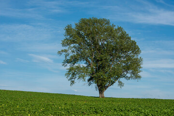 Naklejka premium Iconic solitary tree standing in verdant wheat field, Furano Hokkaido before felling