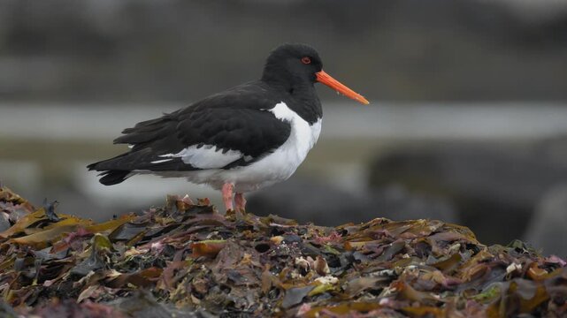 Eurasian Oystercatcher Standing on Kelp and Flying Away in Iceland