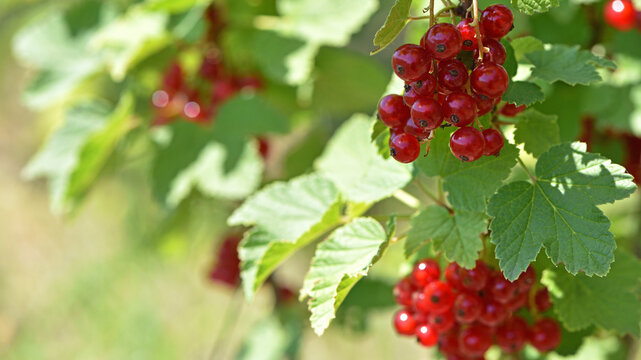 Ribes rubrum, ripe berries on a branch. A bush in the garden. reds berries ripen. Branches with green leaves, close-up. Natural background. Selective focus. Delicious red currant berries.