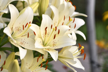 Obraz premium Lilium. white lily field. beautiful lily flower, close-up. delicate white lilies in the garden, in the flowerbed. floral background. blurred green natural background. summer garden