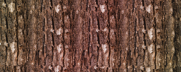 Obraz premium Weathered Tree Bark Texture Background with Natural Rough Wood Surface