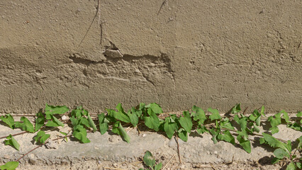 Plant grows on the concrete surface © Enjoy_Travel