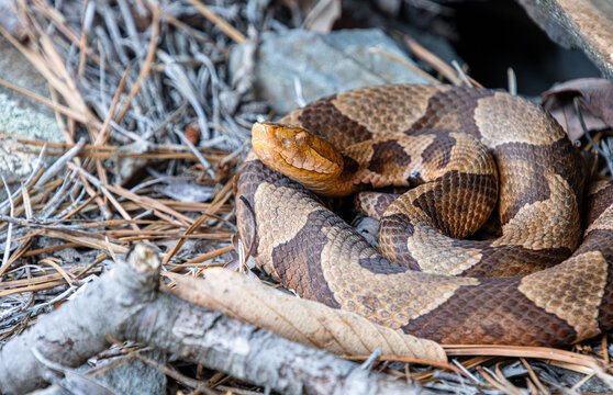 eastern copperhead Agkistrodon contortrix in shade on pine needles litter under rock closeup full body face eye