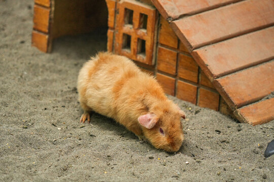 Cute guinea pig exploring on sandy ground.