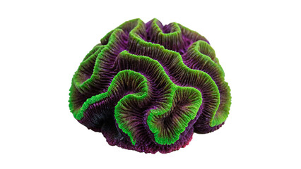 Natural green brain coral branch marine ocean reef wildlife decoration element isolated on transparent background © kalash-png