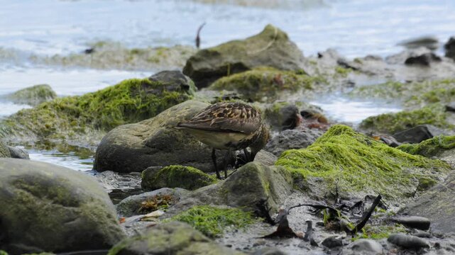 Dunlin Foraging Among Kelp-Covered Rocks on the Icelandic Coastline