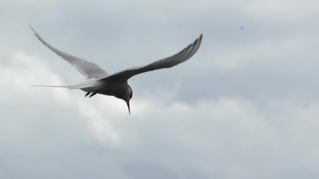 Arctic Tern Hovering and Hunting in the Sky Over Iceland