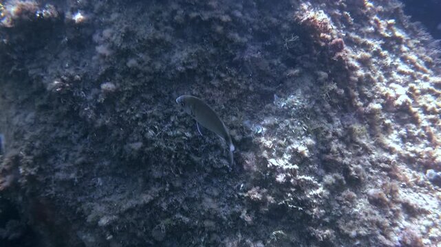 Single sea bream swimming vertically along an algae-covered rock wall in its natural marine habitat