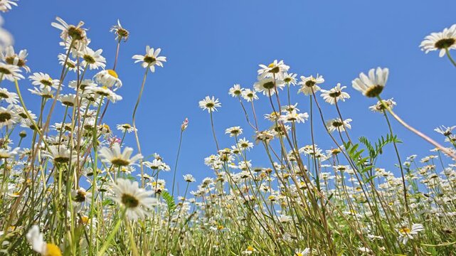 White daisies fill frame against vibrant blue sky