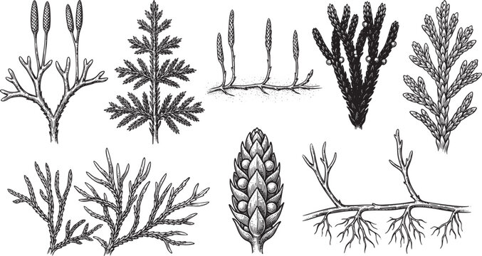 Primitive Clubmoss Branching Forms and Lycopodium Spore Cones Botanical Engraving