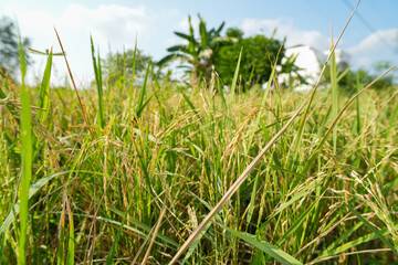 Naklejka premium Close-up of ripening green and yellow rice plants in a paddy field.