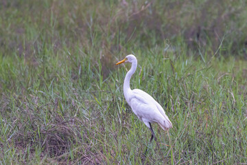 Obraz premium Elegant white wading bird with a long neck and yellow beak stands gracefully amidst lush green and brown tall grass during daylight hours. Sri Lanka island in Asia.