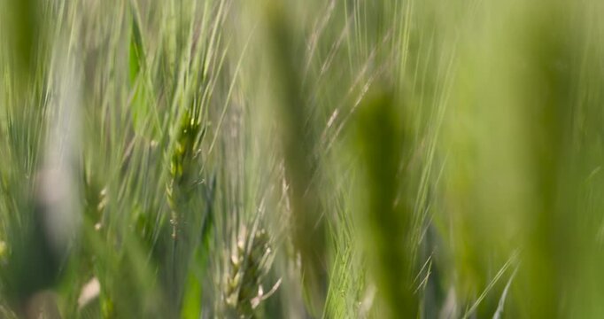Young green ears of grain, an agricultural crop and its ears on a soft blurred background of a grassy meadow in spring