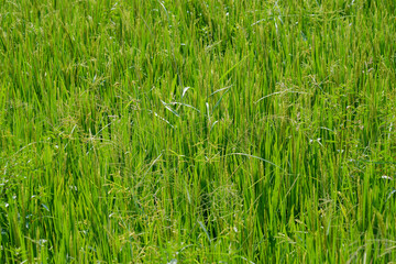Obraz premium Close-up of ripening green and yellow rice plants in a paddy field.