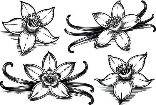 Hand drawn vanilla orchid flowers and pods vector set, engraved spice sketch illustrations