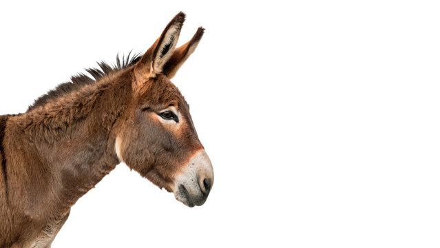 Domestic donkey head portrait friendly rural livestock farm animal asset isolated on transparent background